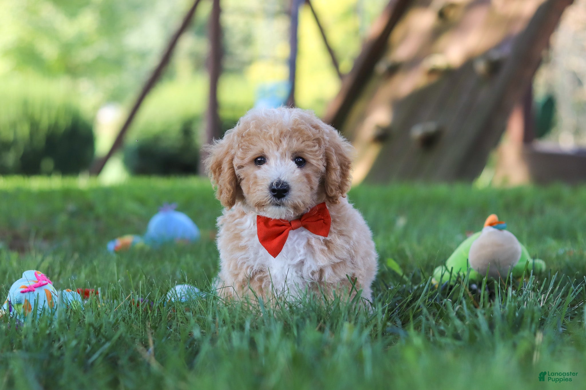 Bichpoo dogs Scout - Ad 1