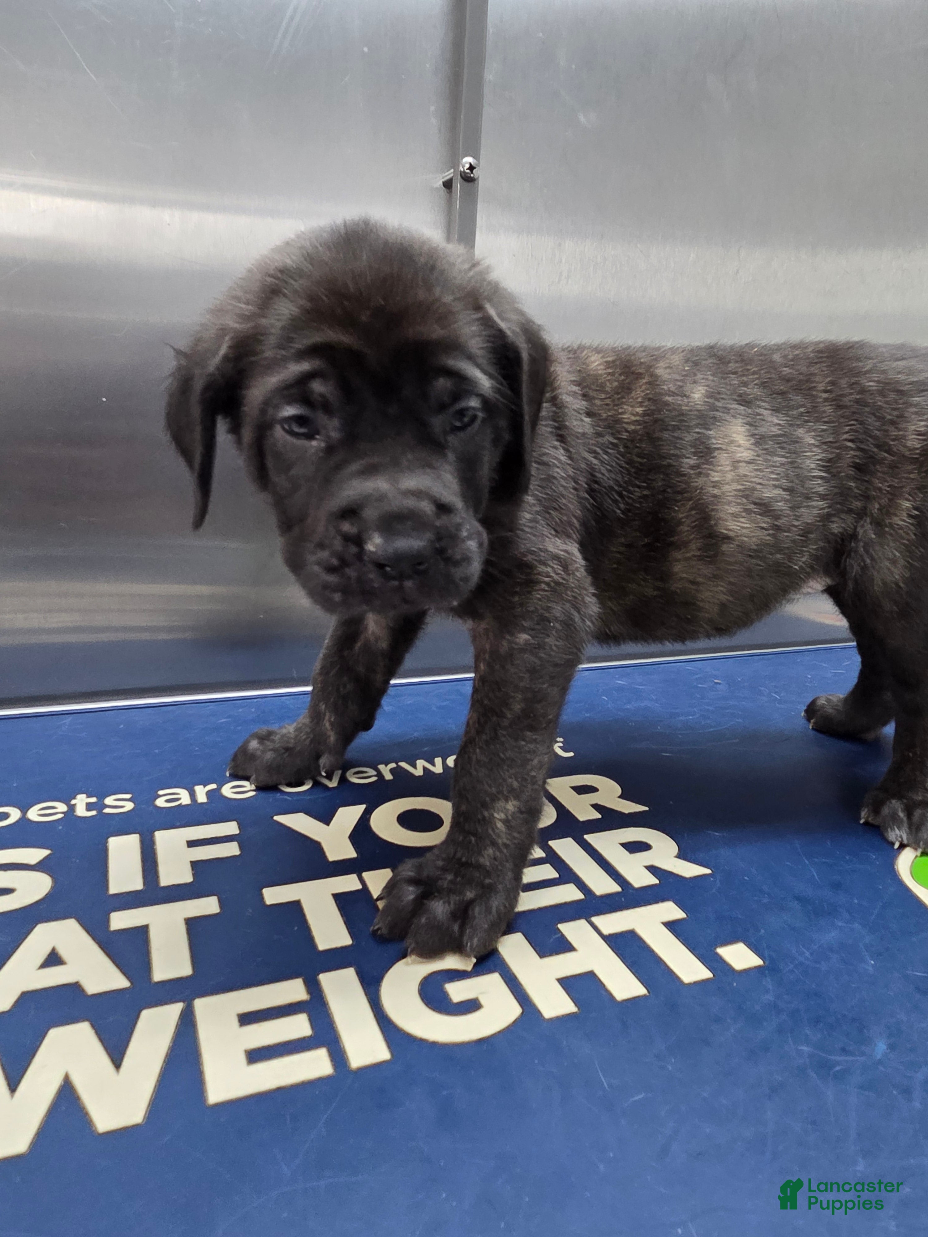 English Mastiff dogs English Mastiff Puppy 💜 - Ad 11