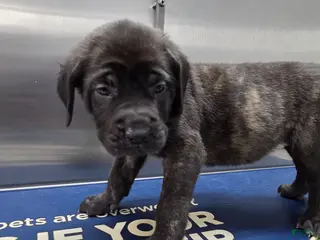 English Mastiff dogs English Mastiff Puppy 💜 - Ad 11