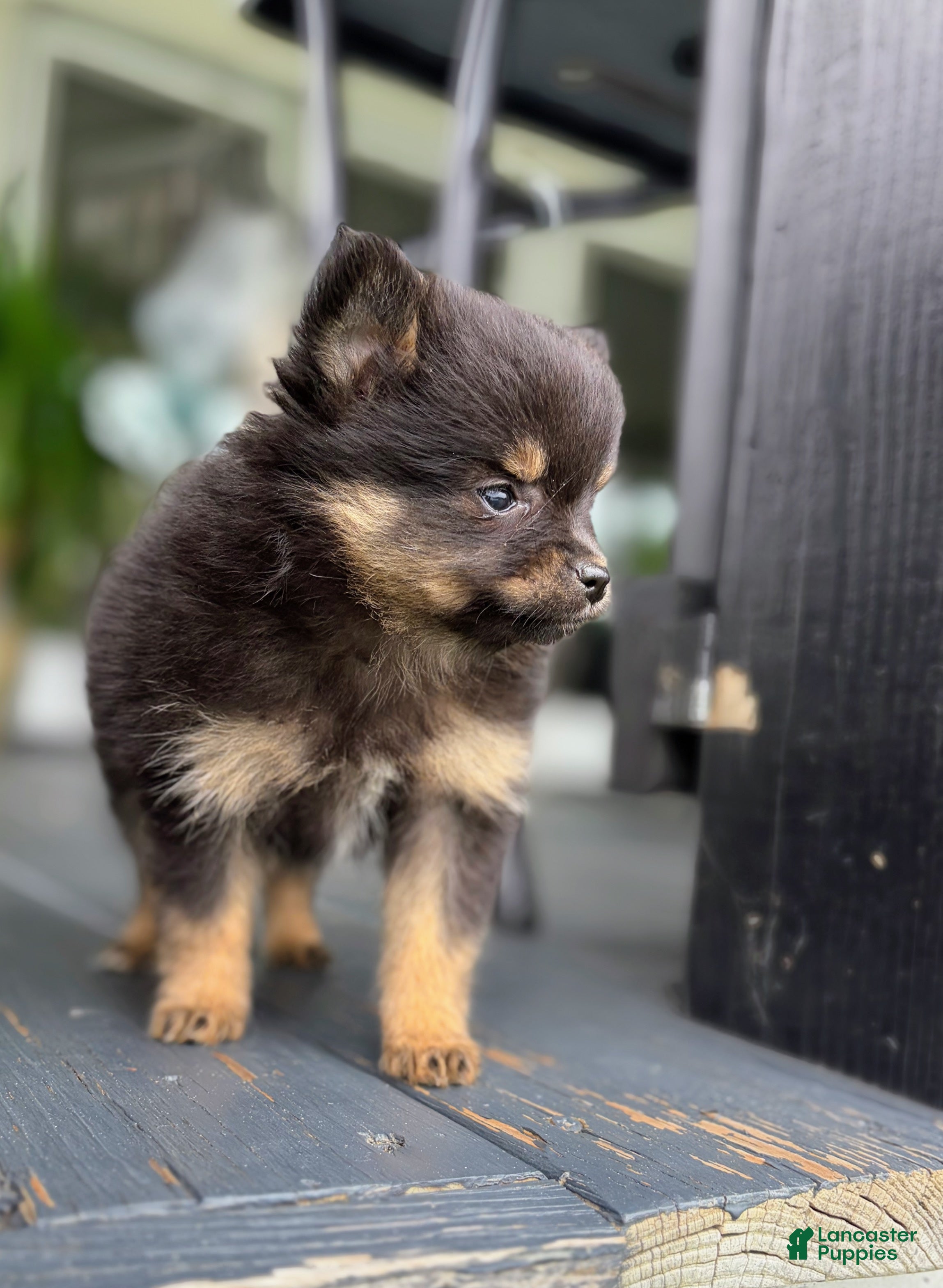 Pomeranian dogs Biscuit  - Ad 1