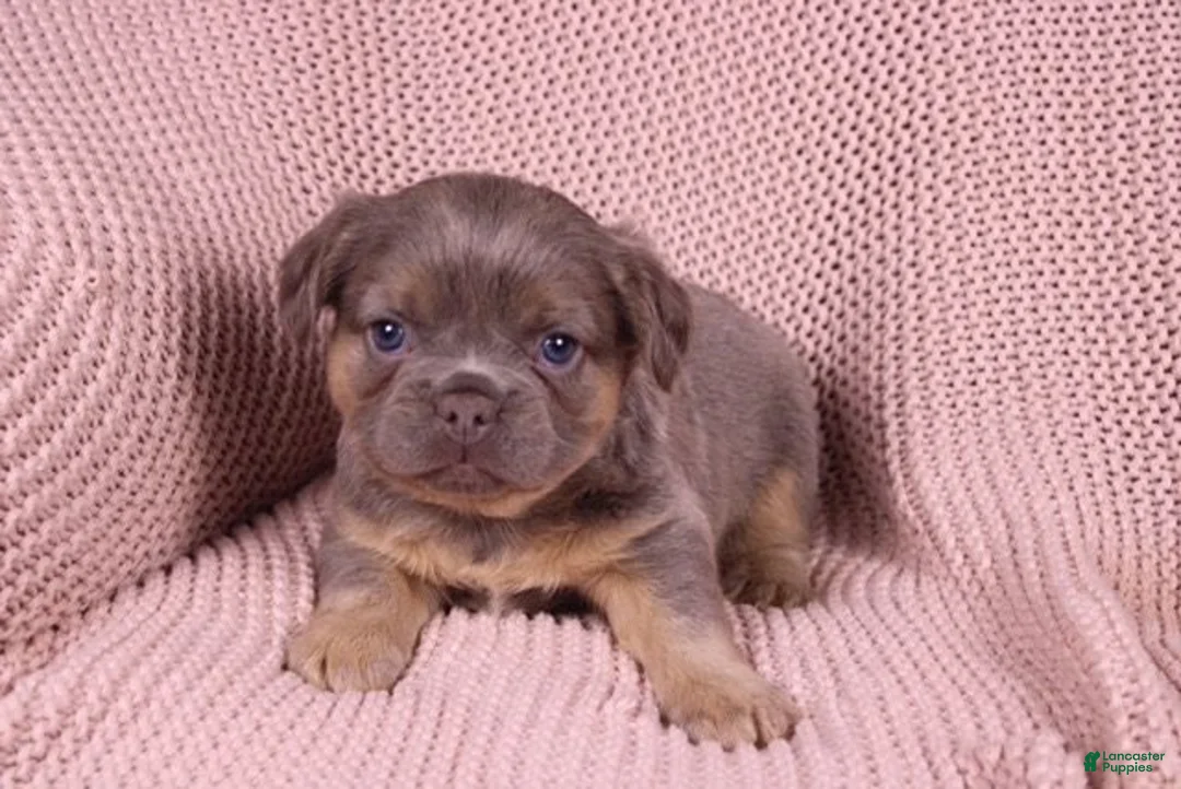 French Bulldog dogs for sale: Jane - Ad 1