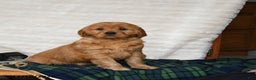 Miniature Golden Retriever dogs for sale: Noel - Ad 3