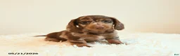 Miniature Dachshund dogs for sale: Slinky - Ad 1