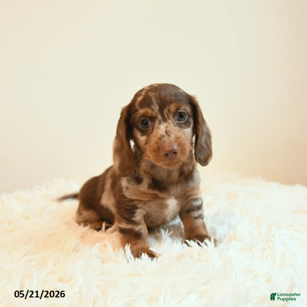 Miniature Dachshund dogs for sale: Slinky - Ad 1