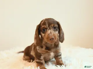 Miniature Dachshund dogs for sale: Slinky - Ad 3