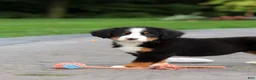 Bernese Mountain Dog dogs for sale: Josie - Ad 17