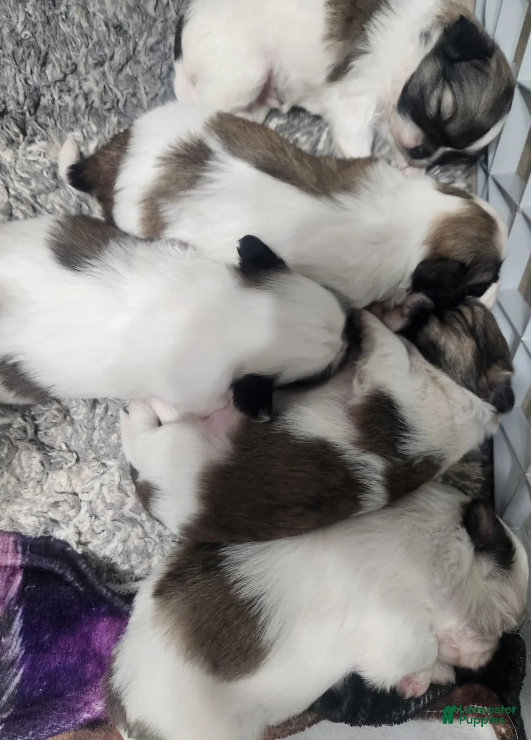 Shih Tzu dogs for sale: Shih Tzu Puppy 4 - Ad 2