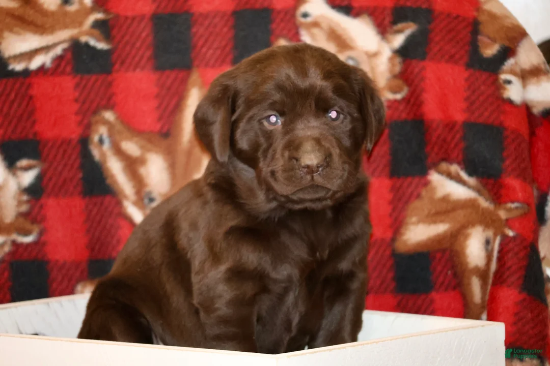 Labrador Retriever dogs for sale: Bella  - Ad 1