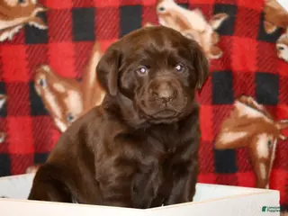 Labrador Retriever dogs Bella - Ad 16