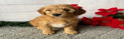 Mini Goldendoodle dogs for sale: Whitney - Ad 2