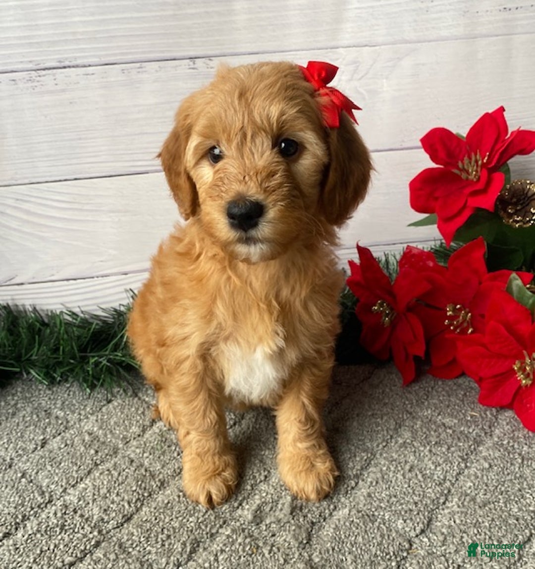 Mini Goldendoodle dogs for sale: Whitney - Ad 2