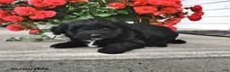 Mini Aussiedoodle dogs for sale: Tina - Ad 4