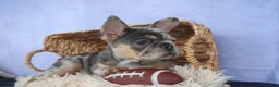 French Bulldog dogs for sale: Ike 💙 - Ad 8