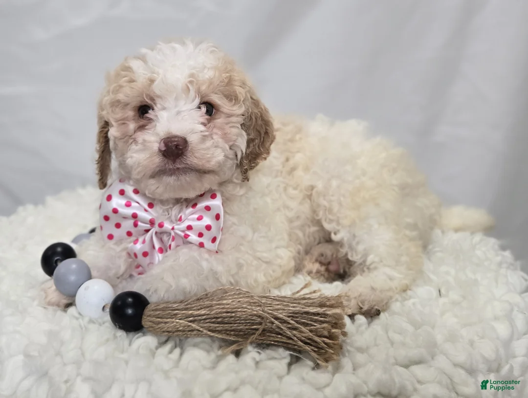 Bernedoodle dogs for sale: Kaley - Ad 1