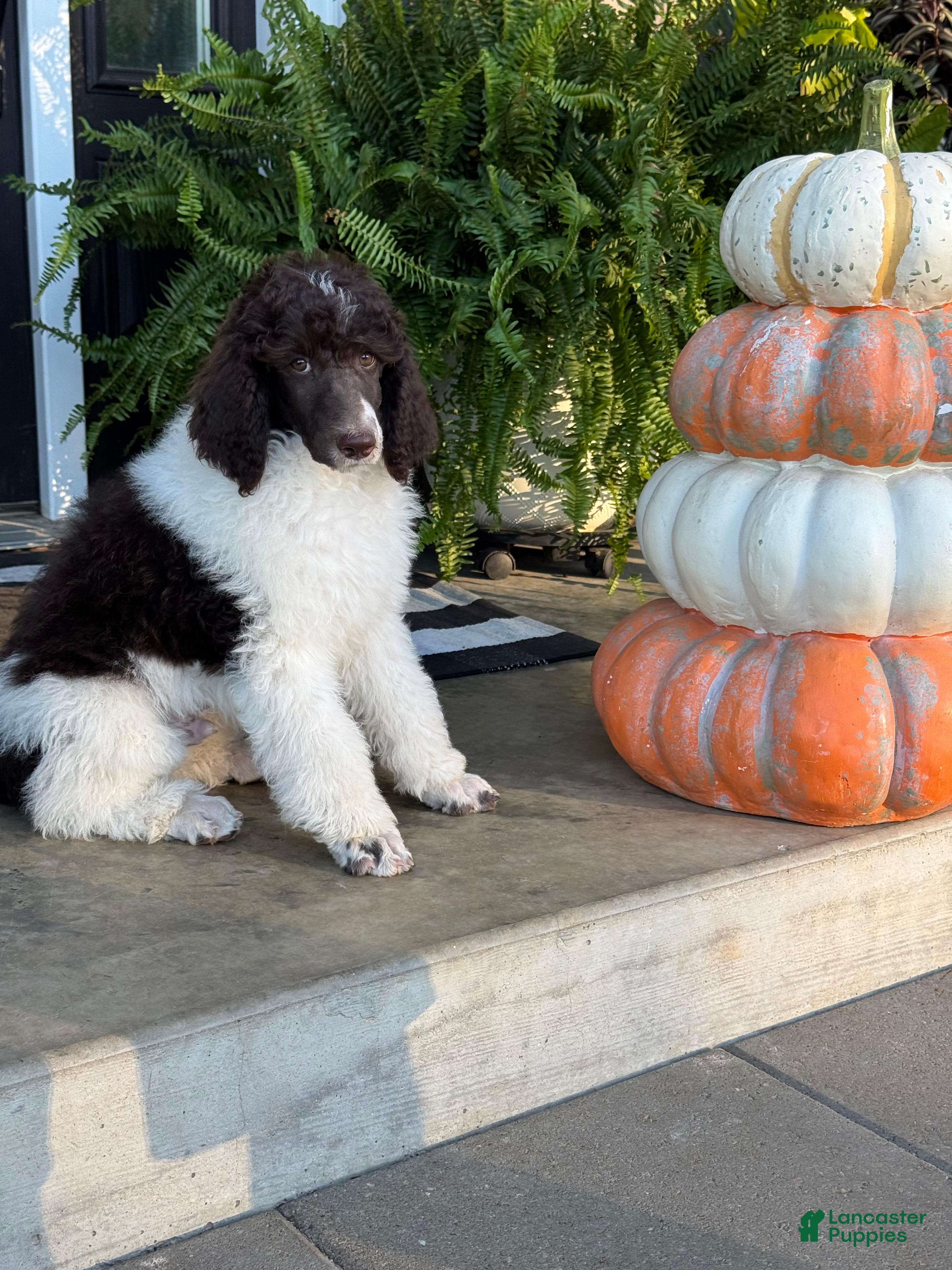 Standard Poodle dogs Gravel Road - Ad 2