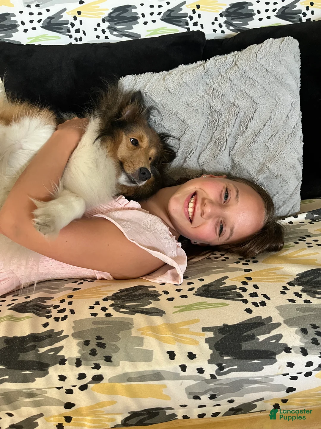 Shetland Sheepdog dogs for sale: Shetland Sheepdog Puppy 2 - Ad 8