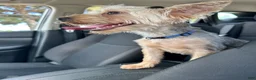 Yorkshire Terrier dogs for sale: Yorkshire Terrier 1 - Ad 8