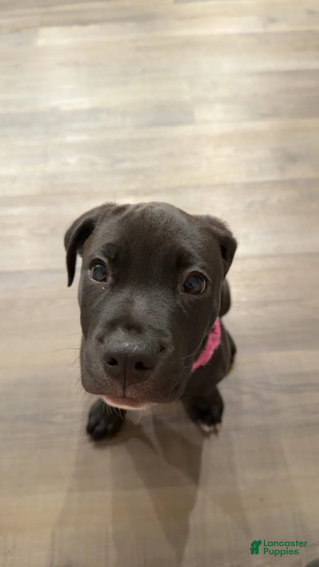 Mixed Breed dogs for sale: Chloe (Mix Breed) - Ad 2