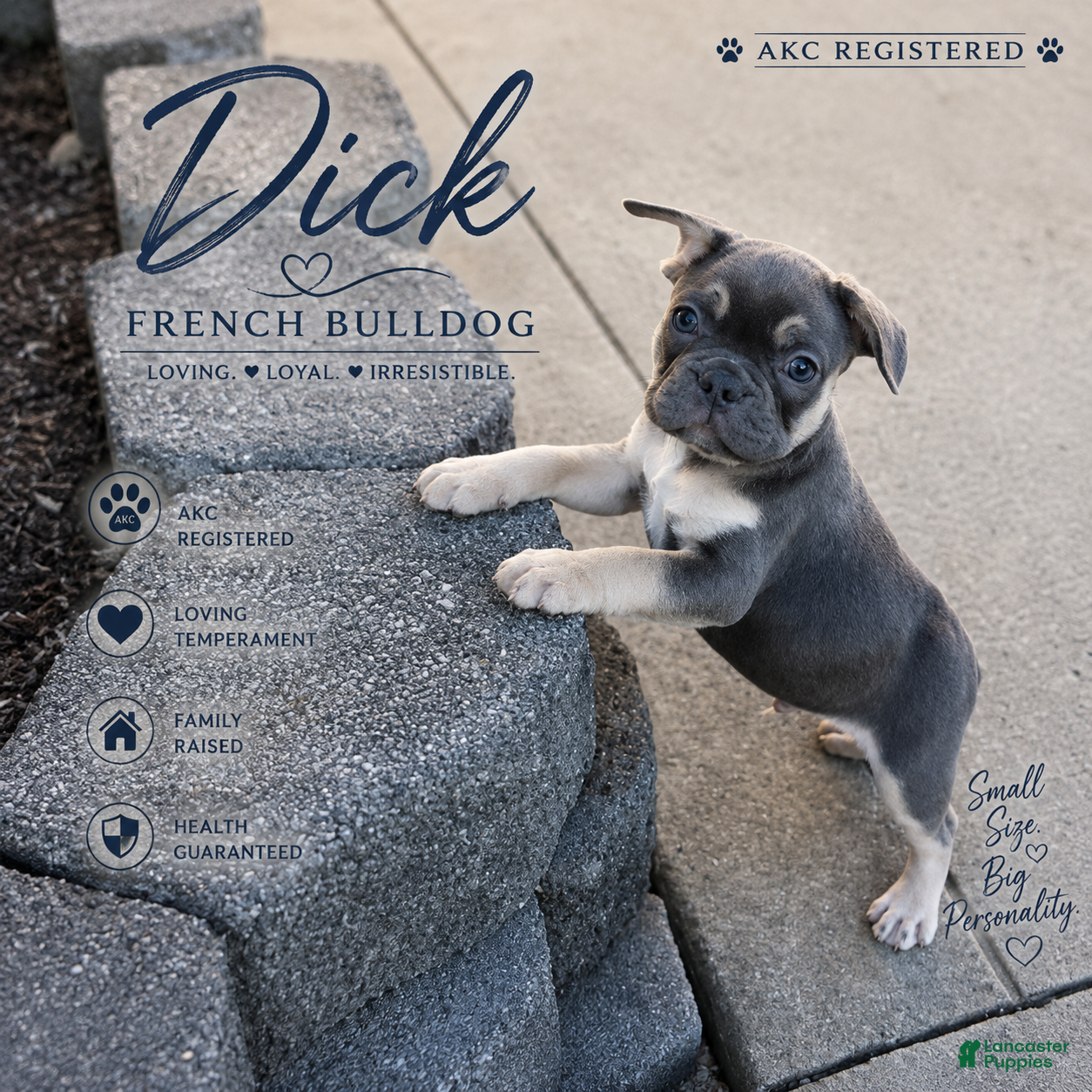 French Bulldog dogs Dick - Ad 1