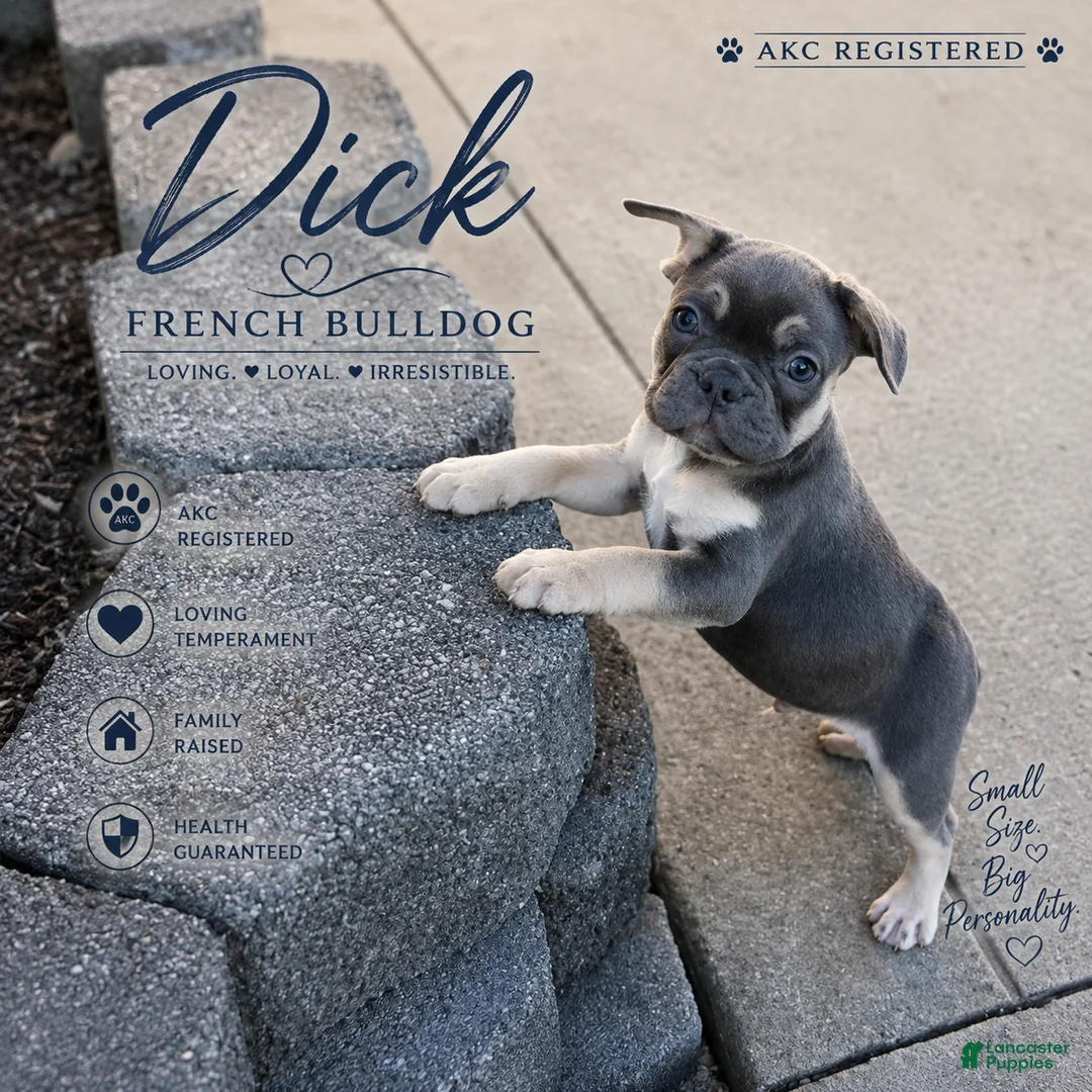 French Bulldog dogs for sale: Dick - Ad 1