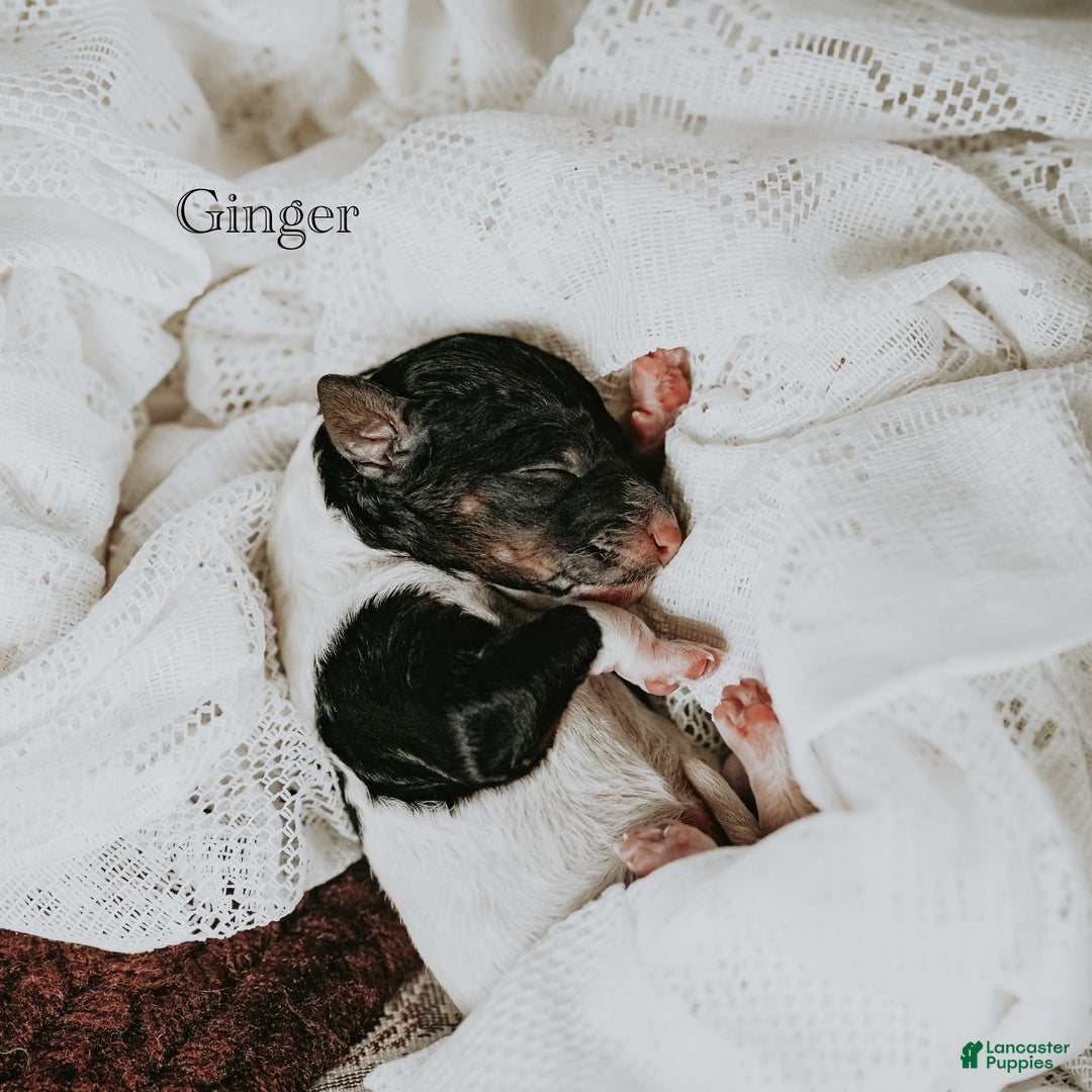 Standard Poodle dogs for sale: Ginger - Ad 6