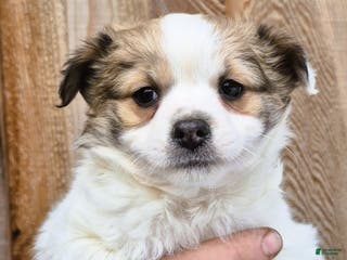 Chihuahua dogs Chihuahua Puppy 4 - Ad 6