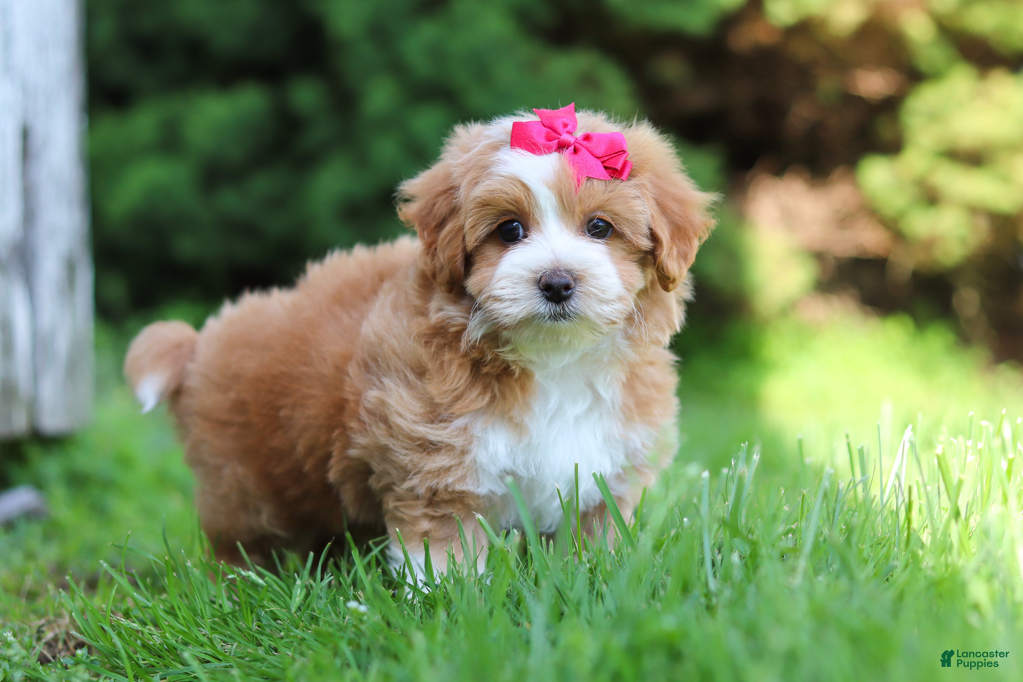 Maltipoo dogs Jewel - Ad 1