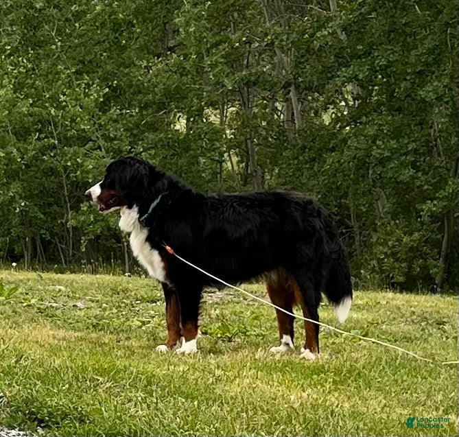 Archie