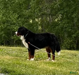 Archie