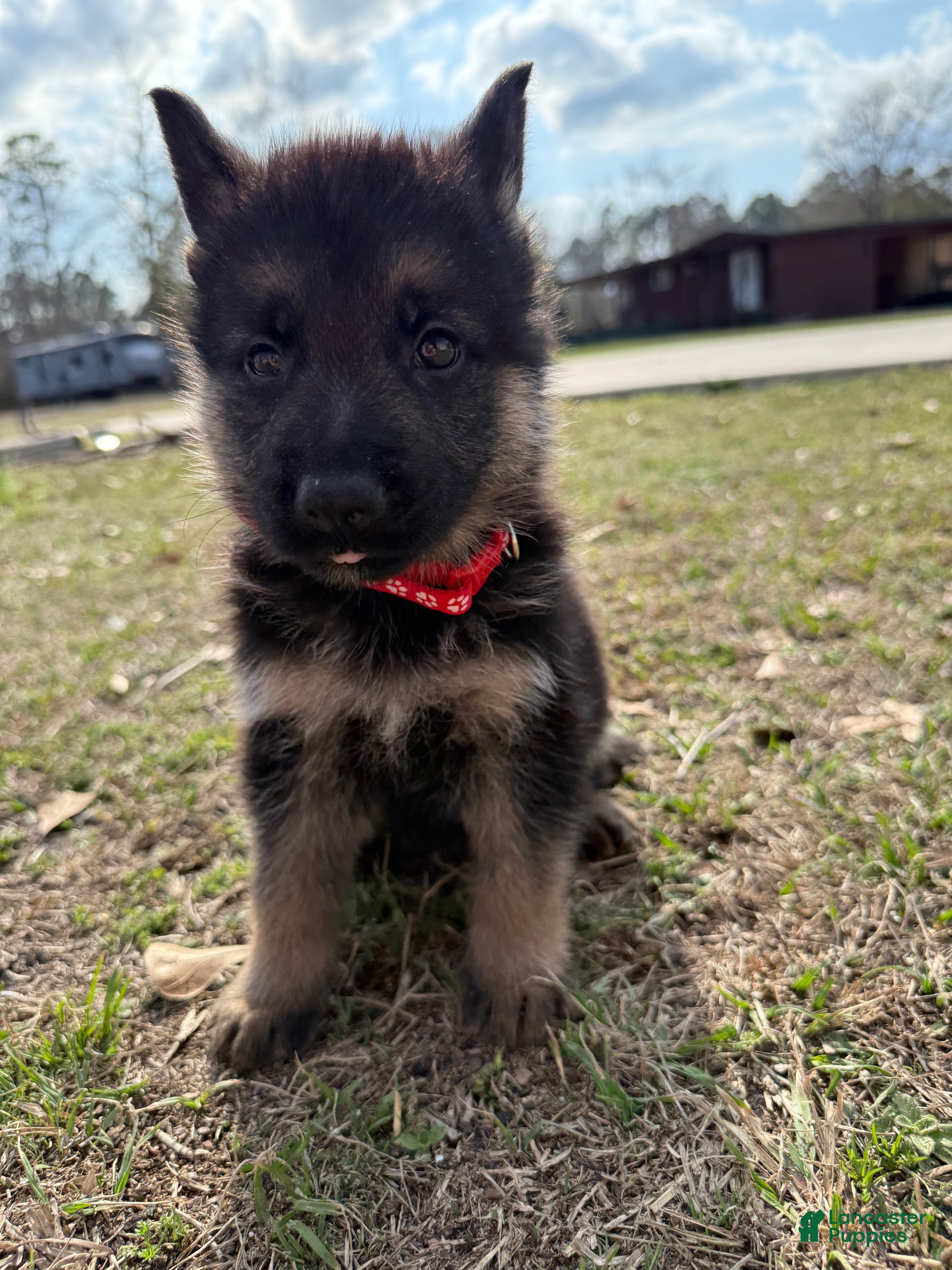German Shepherd dogs Jäger - Ad 9