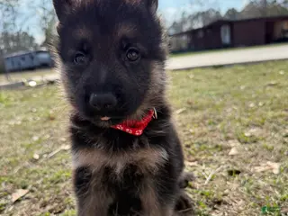 German Shepherd dogs Jäger - Ad 9