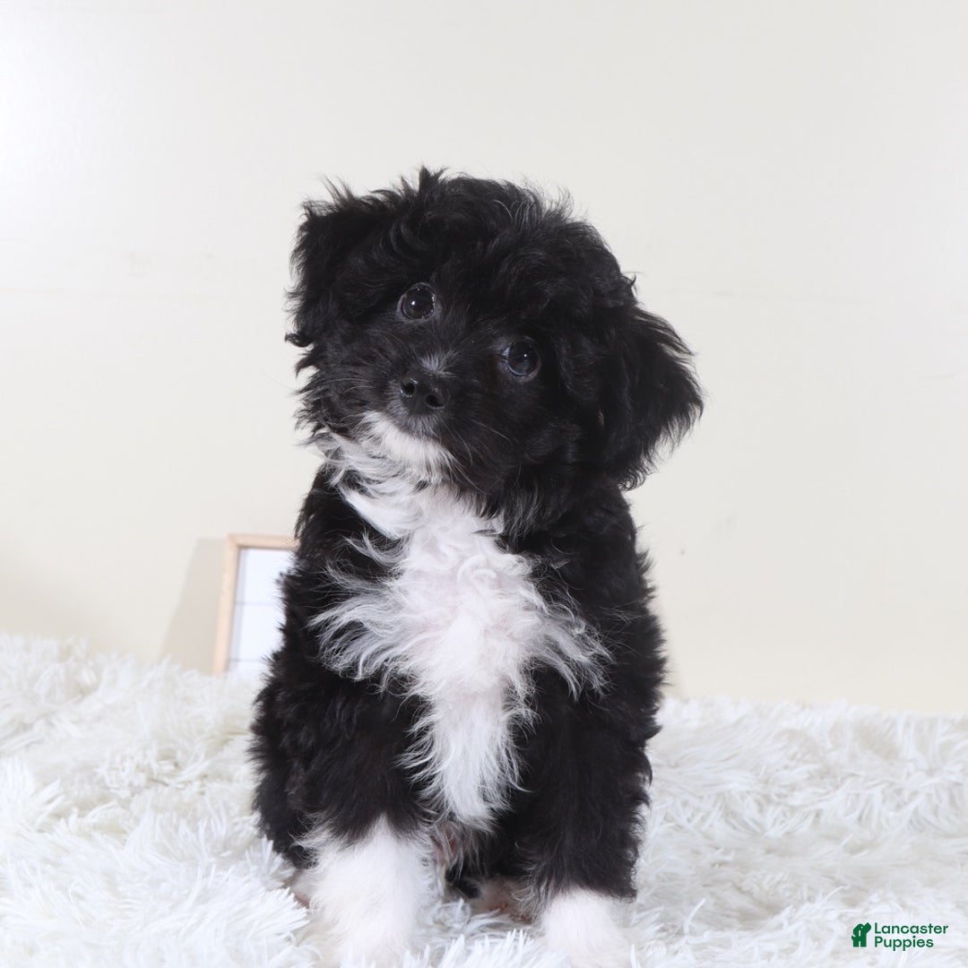 Mini Aussiedoodle dogs for sale: Mini Aussiedoodle Puppy Woody - Ad 4