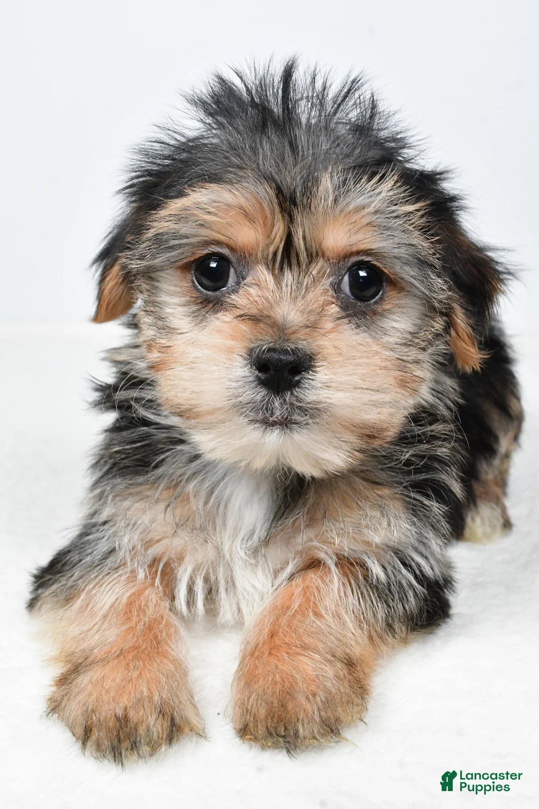 Morkie dogs for sale: Remi - Ad 8