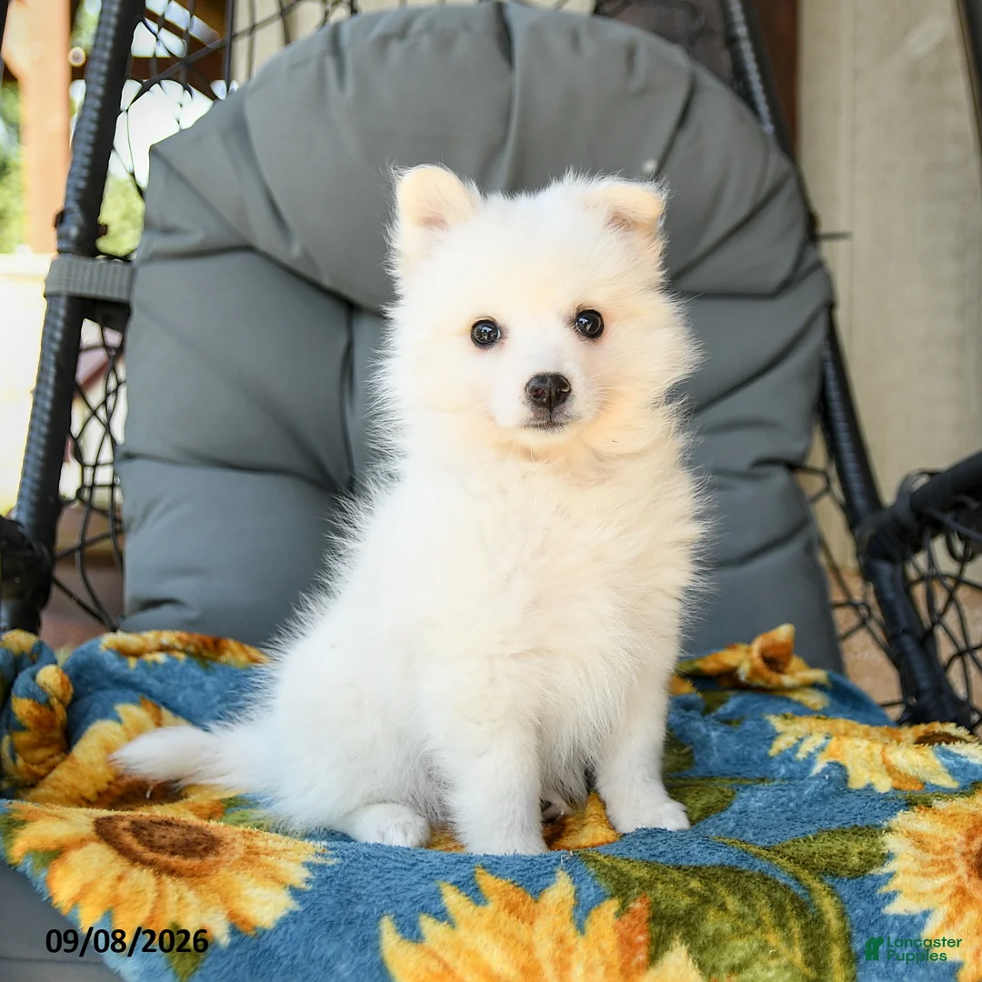 American Eskimo dogs for sale: Frida  - Ad 1