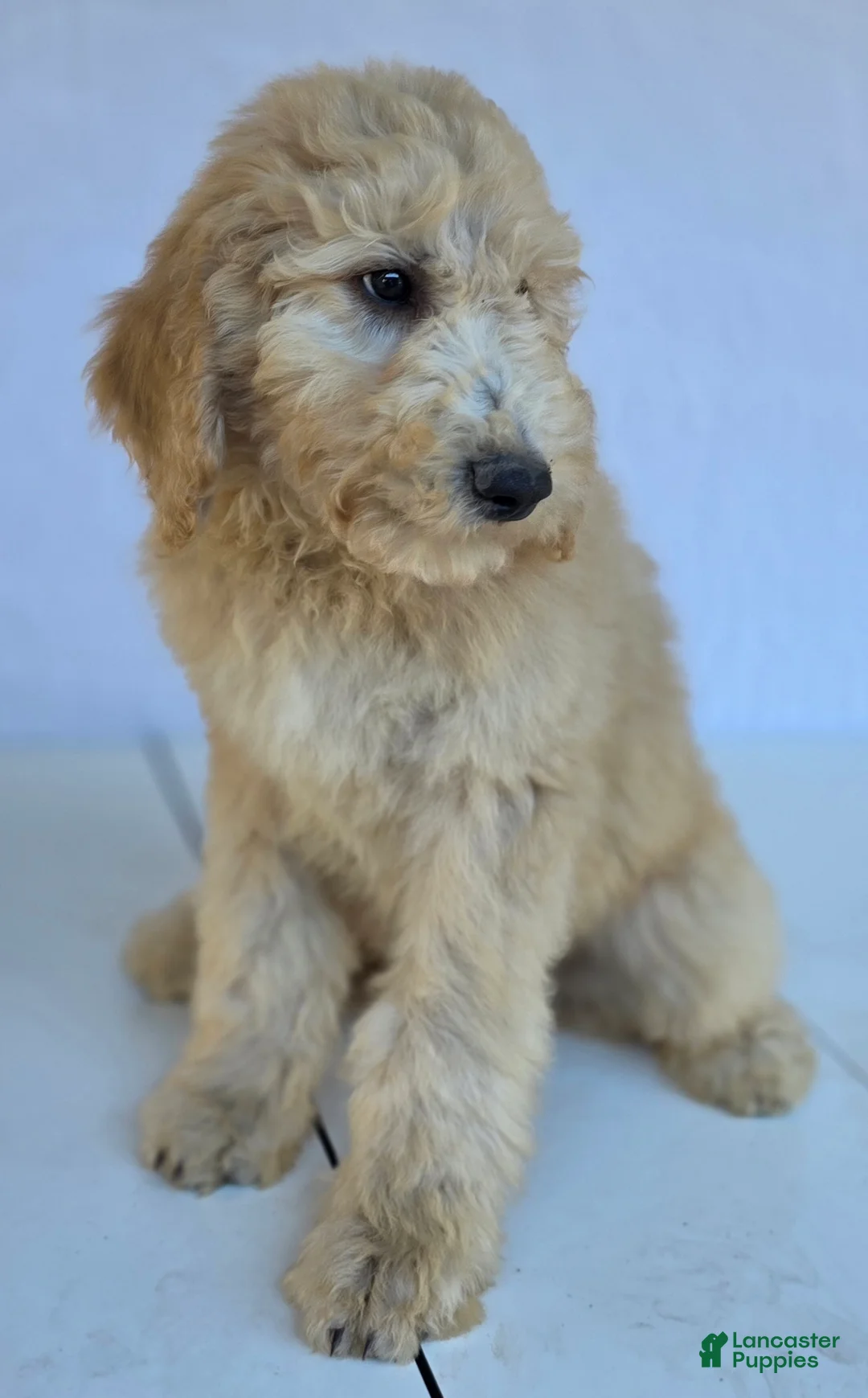 Goldendoodle dogs for sale: Biscuit - Ad 8