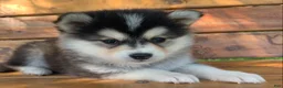 Alaskan Klee Kai dogs for sale: Happy Little Charlotte! - Ad 3