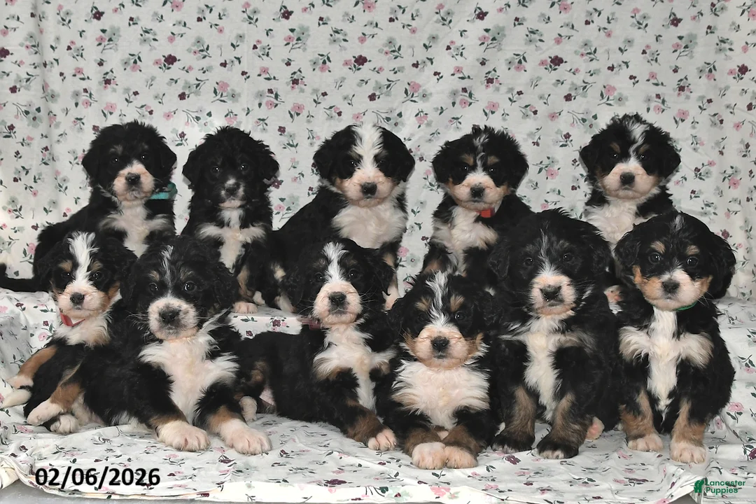 Bernedoodle dogs for sale: Boo - Ad 3