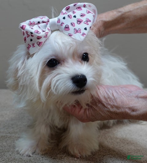Maltipoo dogs Maltipoo Puppy 1 - Ad 5