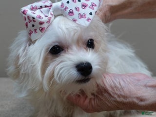 Maltipoo dogs Maltipoo Puppy 1 - Ad 12