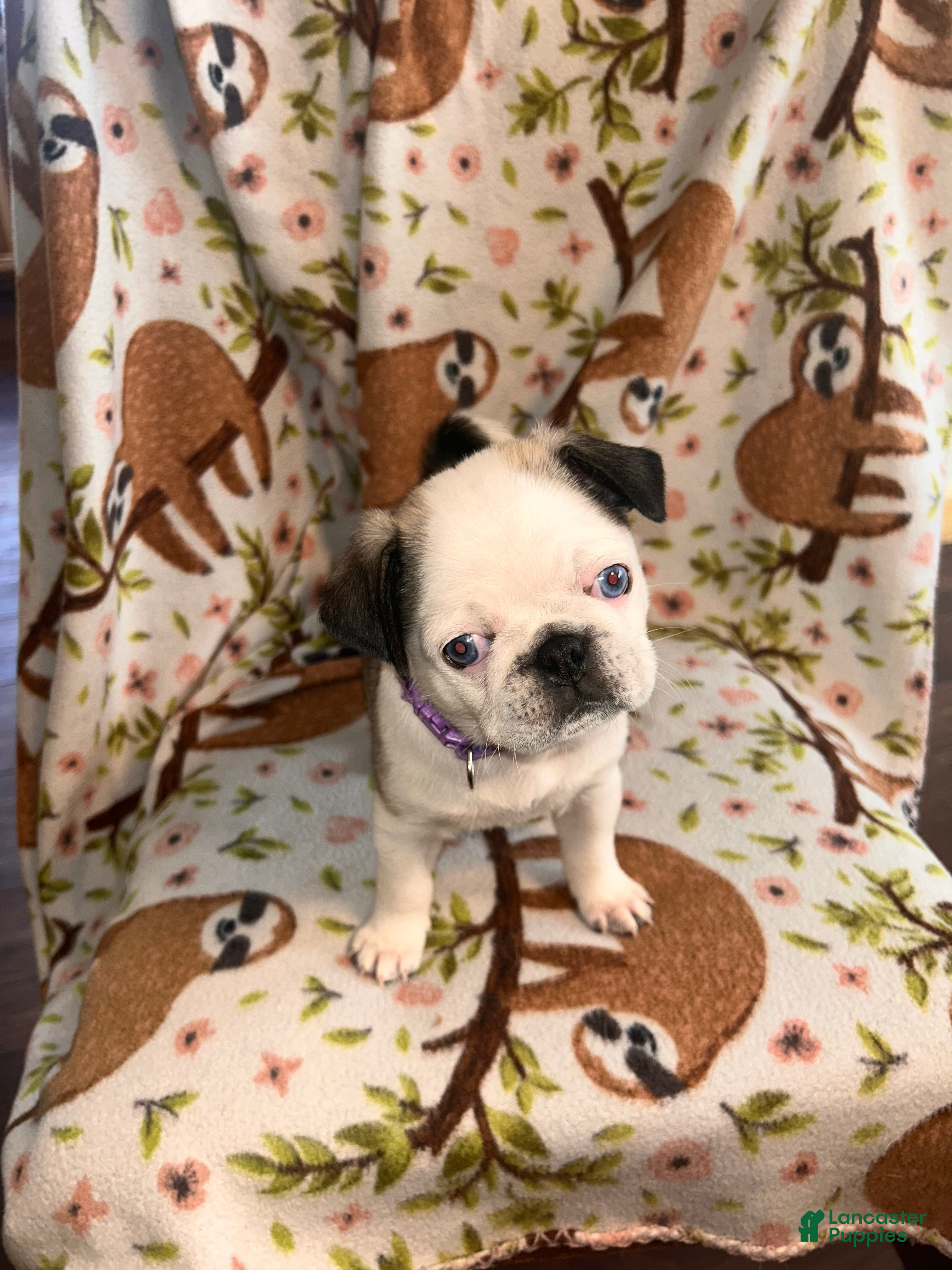 Pug dogs Sassy - Ad 41