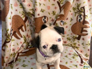 Pug dogs Sassy - Ad 41