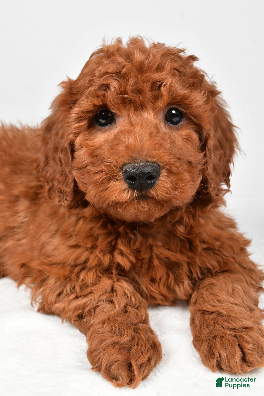 Miniature Poodle dogs for sale: Jasper - Ad 8