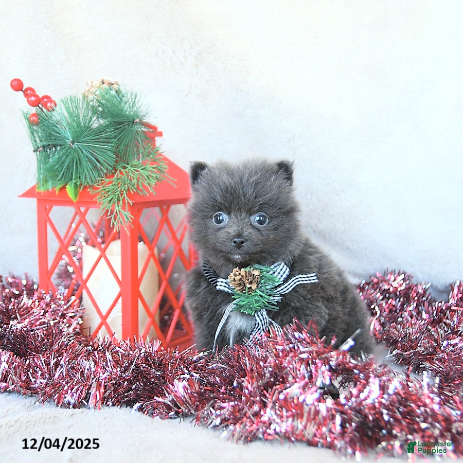 Pomeranian dogs Elf EXTRA SMALL - Ad 41