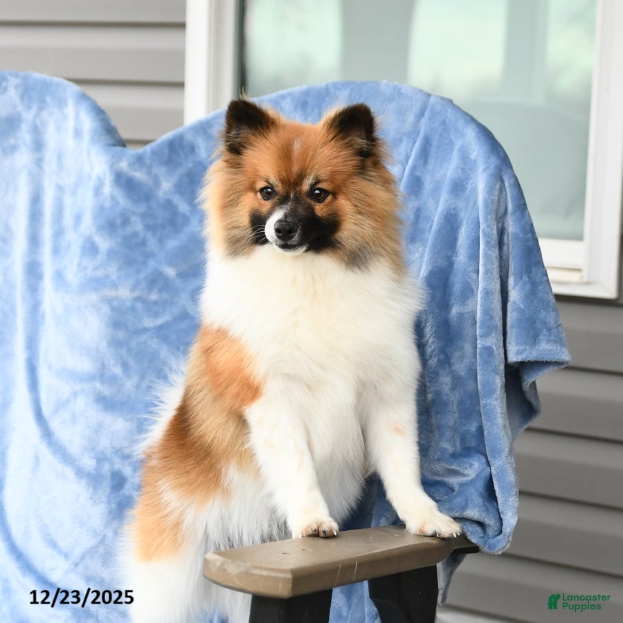 Pomeranian dogs Larry - Ad 2