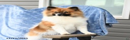 Pomeranian dogs for sale: Larry - Ad 2