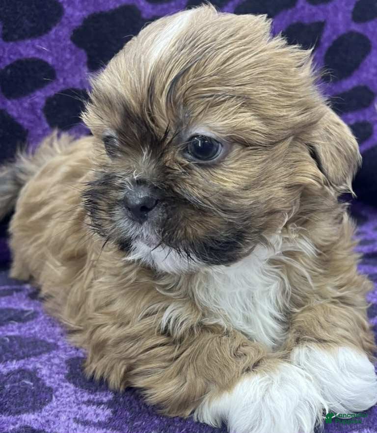 Shih Tzu dogs Jack - Ad 28