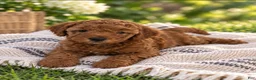 Mini Goldendoodle dogs for sale: Lily - Ad 1