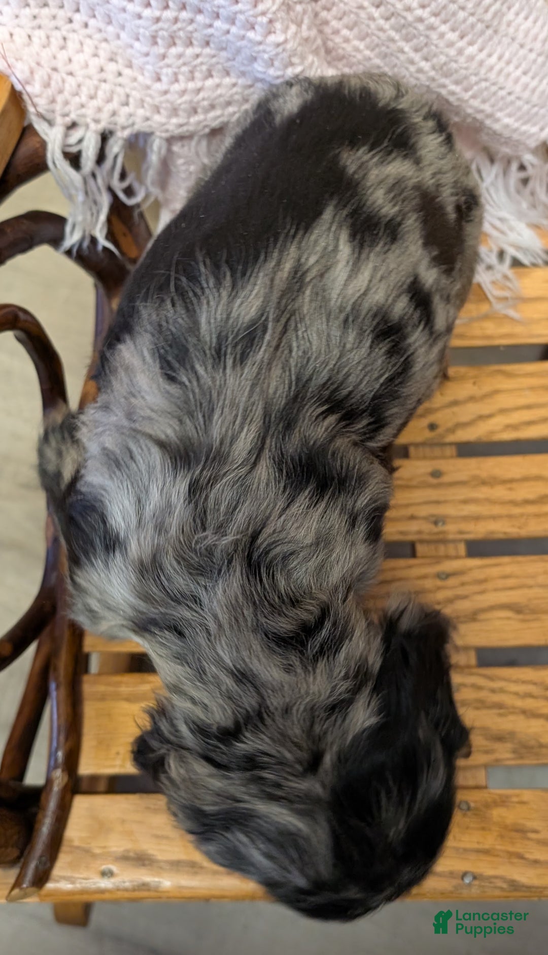 Cocker Spaniel dogs for sale: Willow - Ad 4