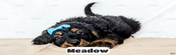 Bernedoodle dogs for sale: Meadow - Ad 15