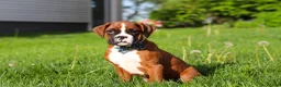 Boxer dogs for sale: Kian - Ad 6